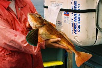 3 lb 2 oz Tub Gurnard by John