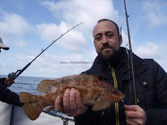 2 lb 9 oz Ballan Wrasse by Unknown