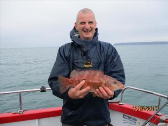 2 lb 8 oz Ballan Wrasse by Unknown