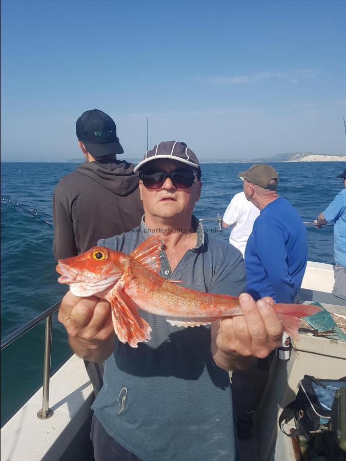 1 lb 12 oz Red Gurnard by Unknown