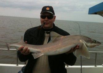 15 lb Smooth-hound (Common) by Anthony Parry