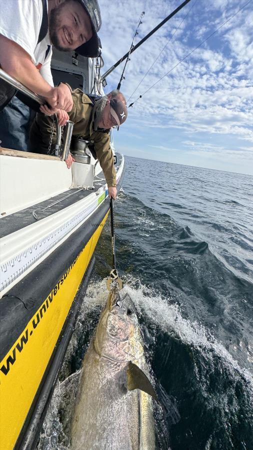 440 lb Bluefin Tuna by Unknown