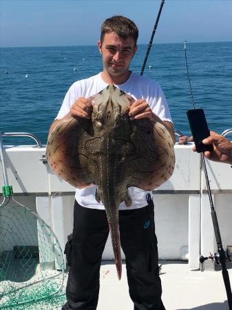 18 lb Undulate Ray by Ashley