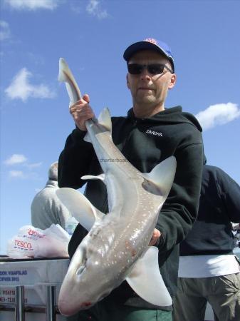 1 oz Starry Smooth-hound by stephen