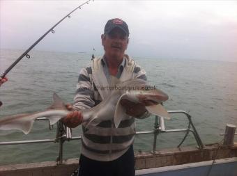 17 lb Starry Smooth-hound by John