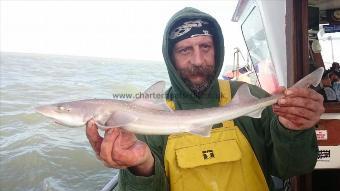 3 lb Starry Smooth-hound by Pete the pirate,