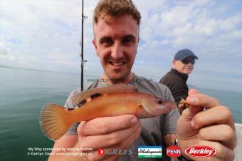 12 oz Cuckoo Wrasse by Dave