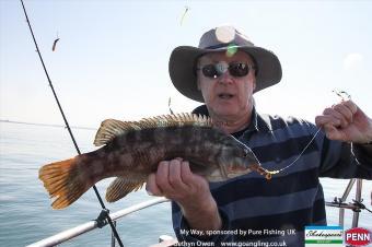 4 lb Ballan Wrasse by Dave