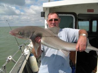 21 lb 5 oz Smooth-hound by John Lightfoot caught on sophie lea