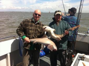 11 lb 2 oz Smooth-hound by Unknown
