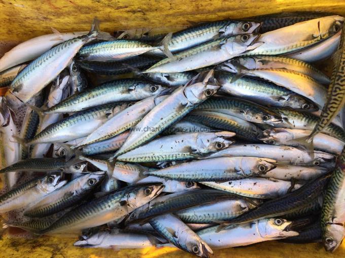 1 lb Mackerel by Unknown