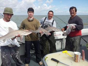 14 lb 10 oz Smooth-hound (Common) by Unknown