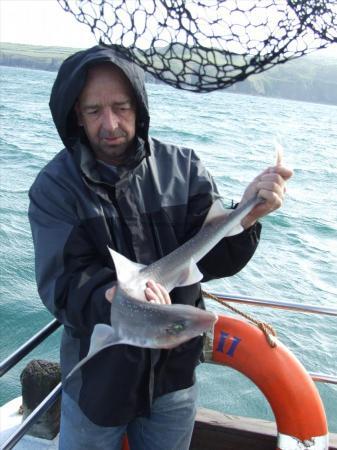 5 lb Starry Smooth-hound by Unknown