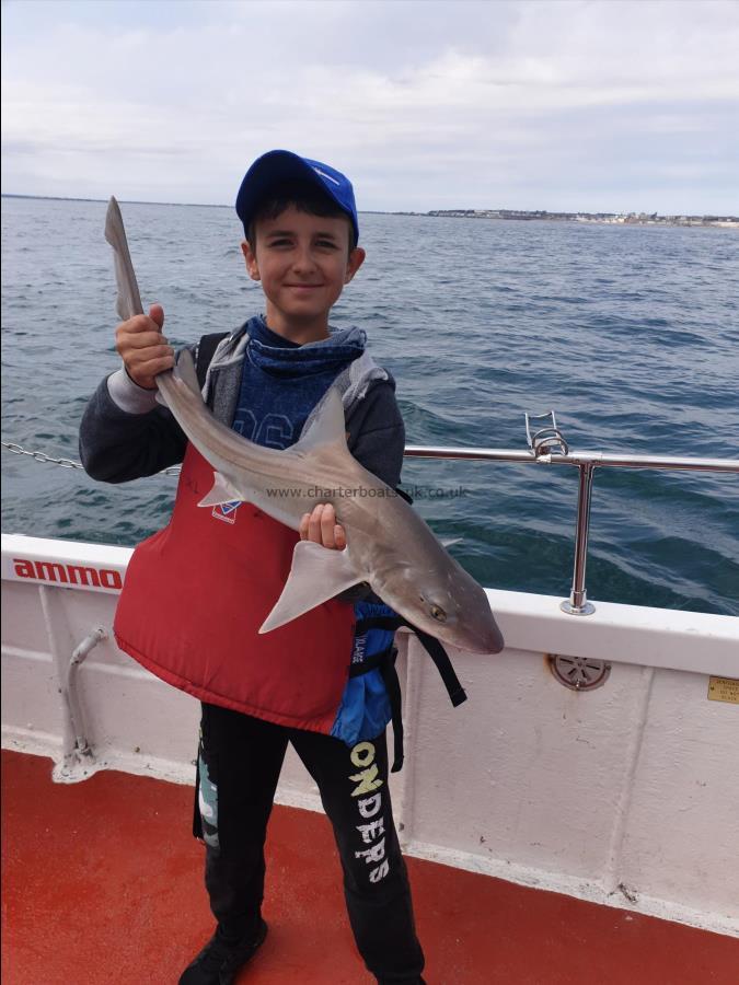 5 lb Starry Smooth-hound by T from Ukraine