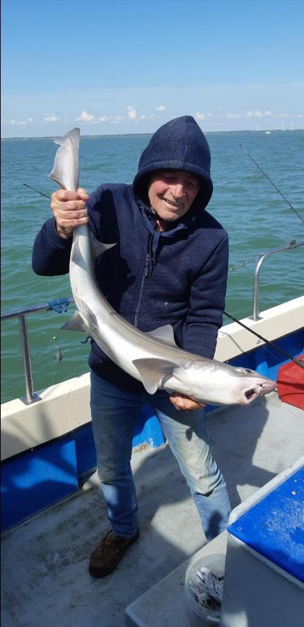 15 lb Starry Smooth-hound by Unknown