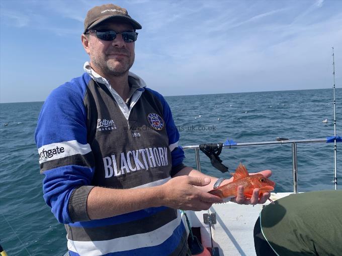 10 oz Red Gurnard by Owain