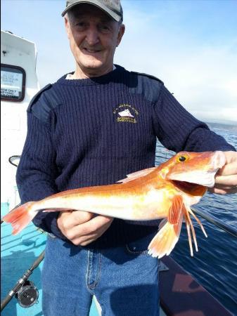 3 lb 2 oz Red Gurnard by Unknown