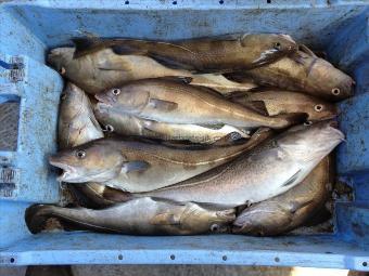 6 lb Cod by Jed's rabble