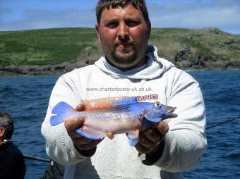 1 lb Cuckoo Wrasse by Tim