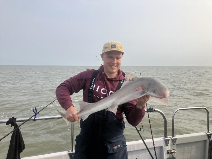 12 lb Smooth-hound by Carl