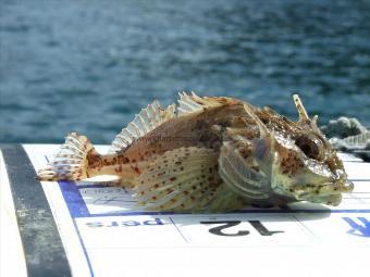 6 oz Long-spined Sea Scorpion by Unknown