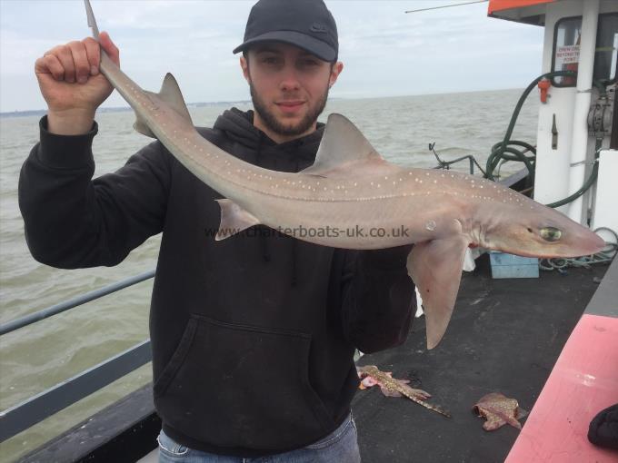 7 lb 9 oz Smooth-hound (Common) by Unknown