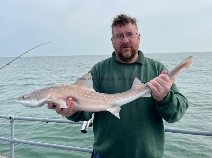 6 lb Smooth-hound (Common) by Unknown