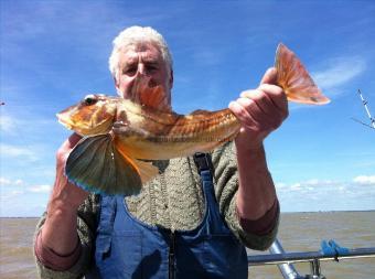 3 lb 1 oz Tub Gurnard by Les