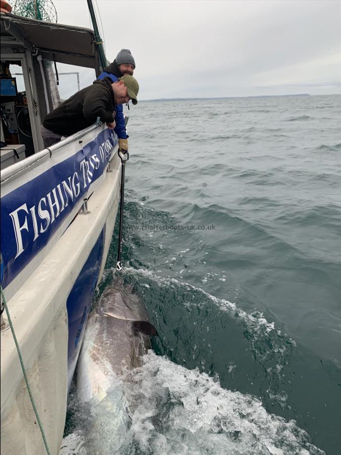 700 lb Bluefin Tuna by Matt