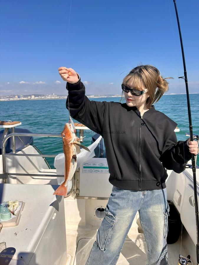 3 lb 6 oz Red Gurnard by Unknown
