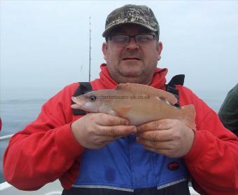 1 lb 6 oz Cuckoo Wrasse by Stephan Attwood