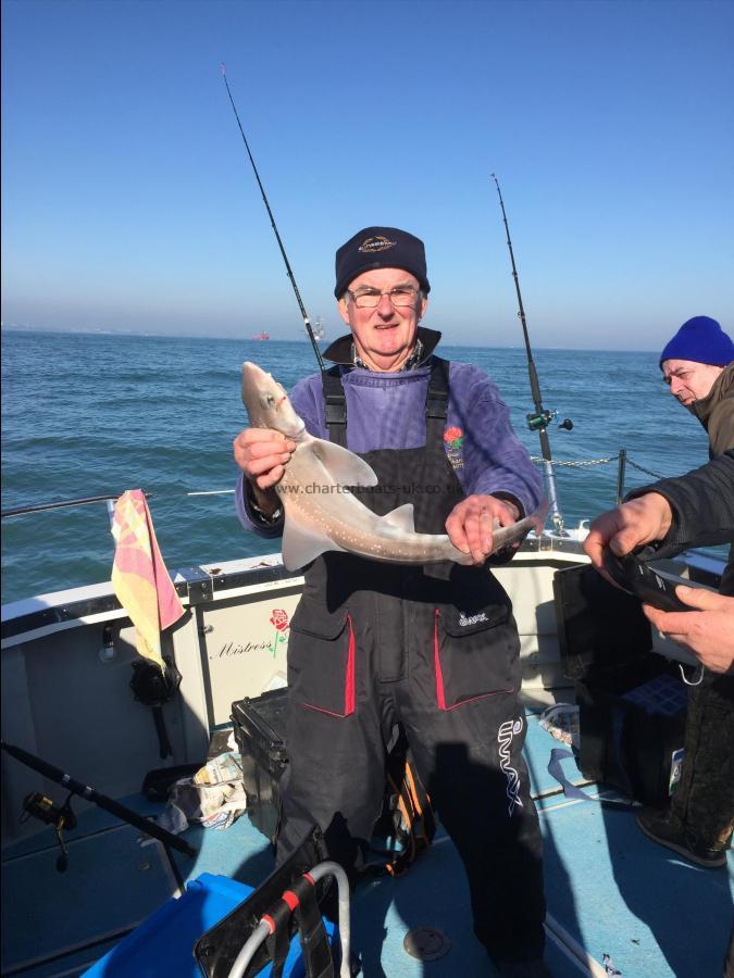 4 lb Starry Smooth-hound by Tony