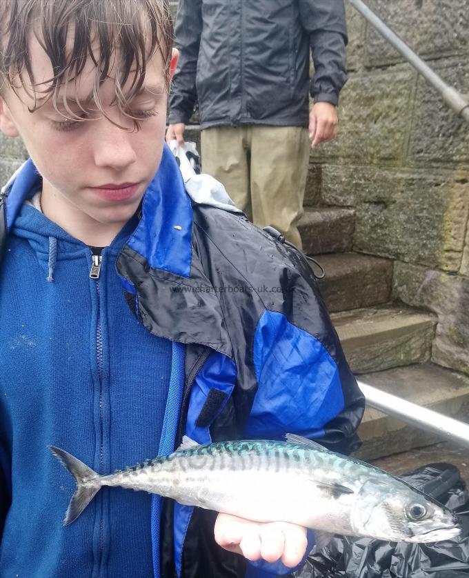 2 lb 8 oz Mackerel by Unknown