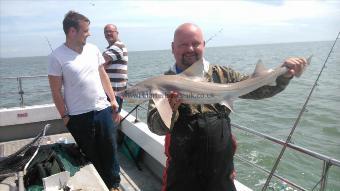 11 lb 4 oz Starry Smooth-hound by hughmungus