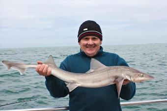 12 lb Starry Smooth-hound by Dave