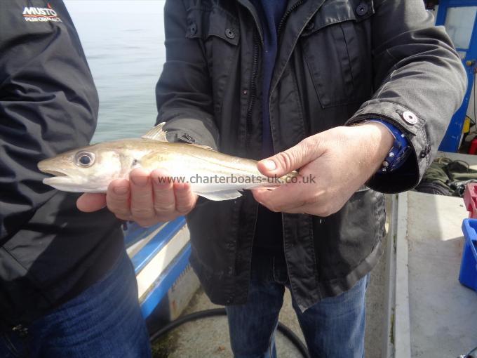 1 lb Whiting by plenty of good whiting everywhere off amlwch