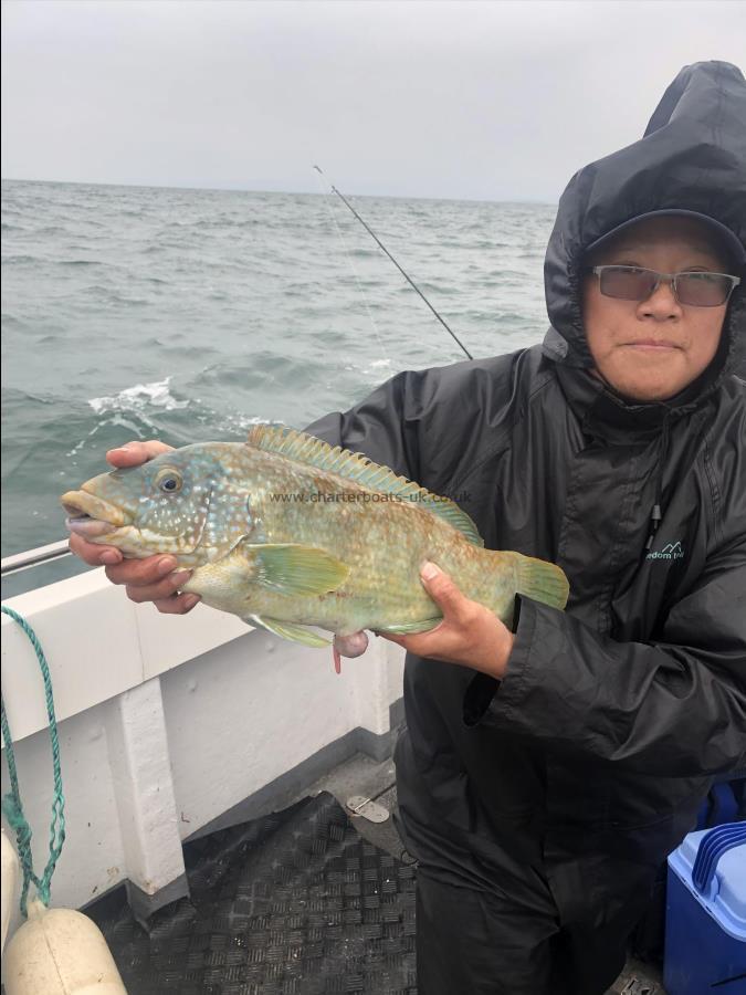 4 lb 5 oz Ballan Wrasse by Unknown