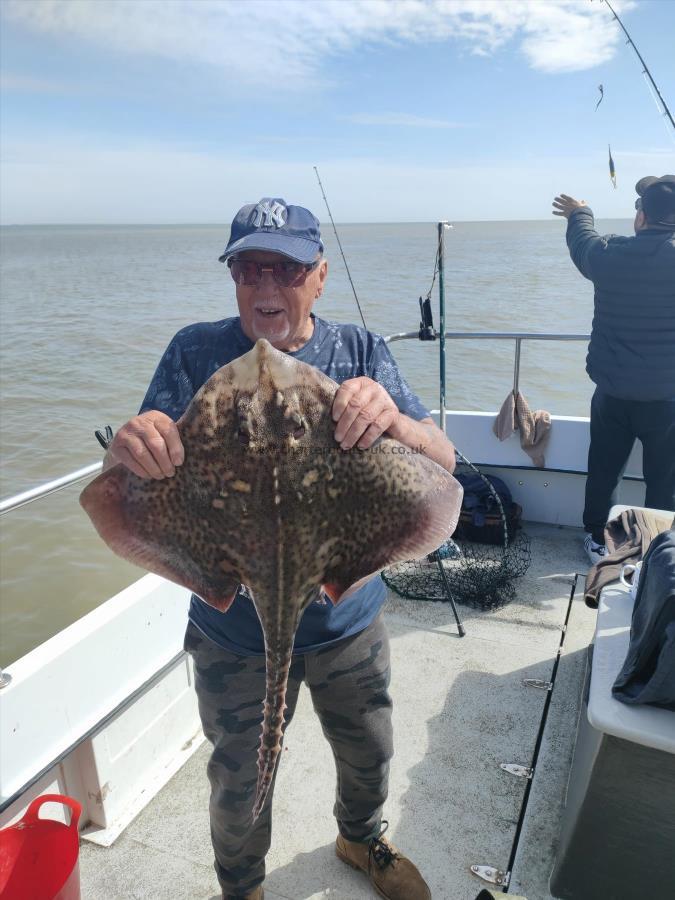 12 lb 6 oz Thornback Ray by Unknown