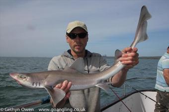 6 lb Starry Smooth-hound by Dewi