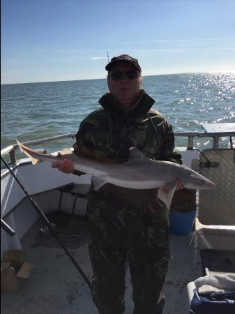 10 lb 5 oz Starry Smooth-hound by Unknown