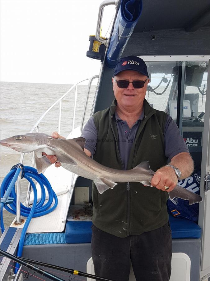 5 lb 5 oz Starry Smooth-hound by John Bould