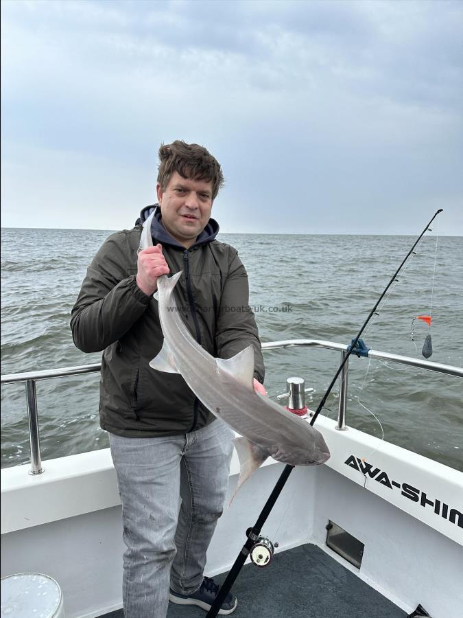 5 Kg Starry Smooth-hound by Ray Crowe