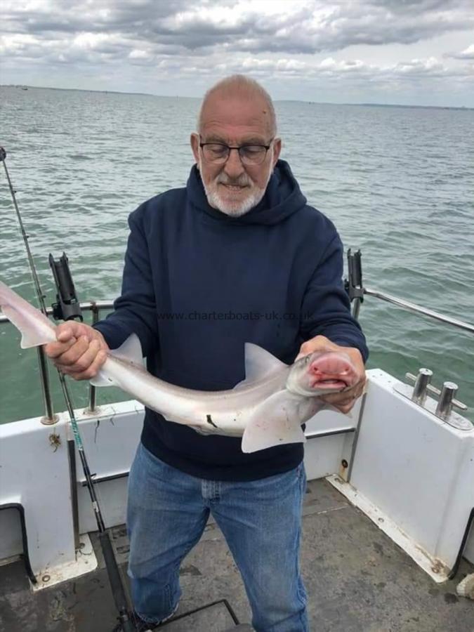 9 lb 6 oz Smooth-hound (Common) by Robin