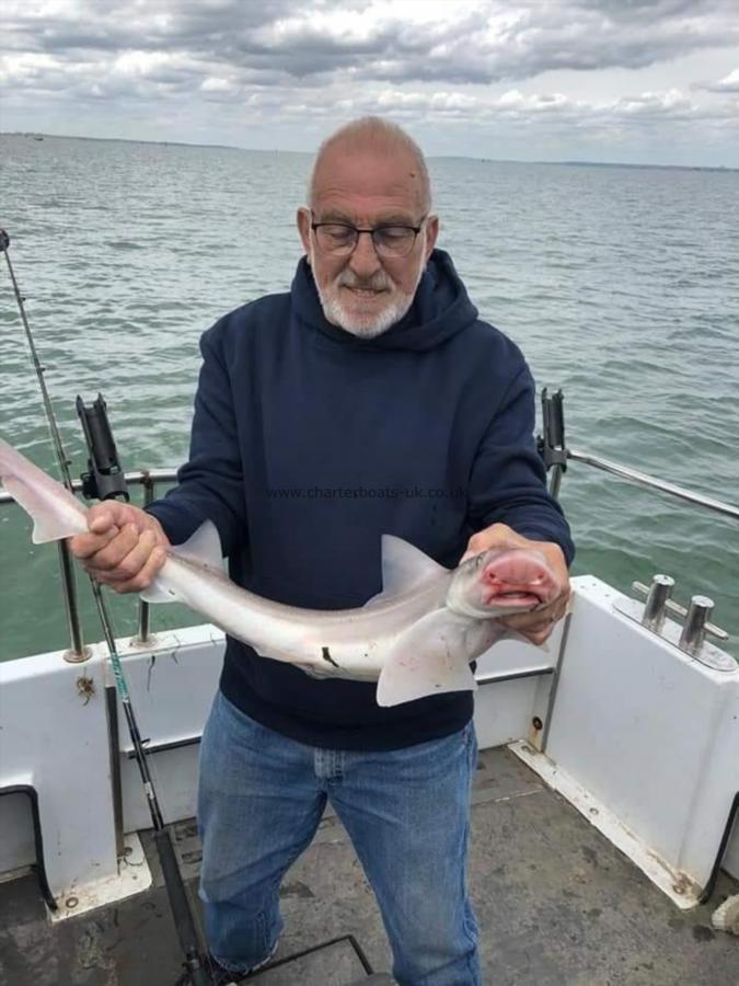 9 lb 6 oz Smooth-hound by Robin