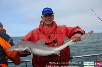 14 lb Starry Smooth-hound by John