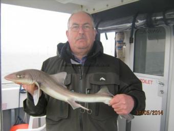 5 lb Smooth-hound (Common) by Unknown