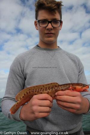 1 lb Three bearded rockling by Dave