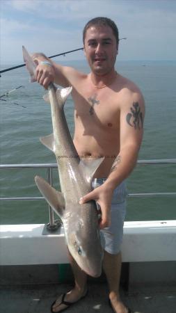 13 lb 4 oz Smooth-hound (Common) by chay
