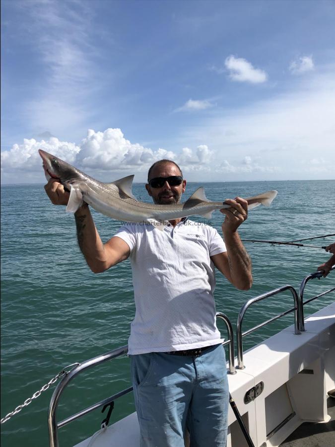 12 lb 8 oz Starry Smooth-hound by Sean