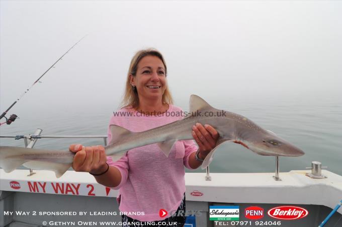 6 lb Starry Smooth-hound by Vicky